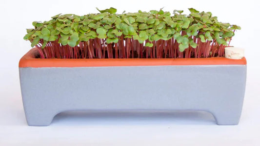 Urban Leaf Ceramic Zero-Waste Microgreens Kit (Large)