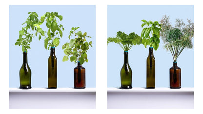 Urban Leaf Bottle Garden Kit - Edible Flowers Varient