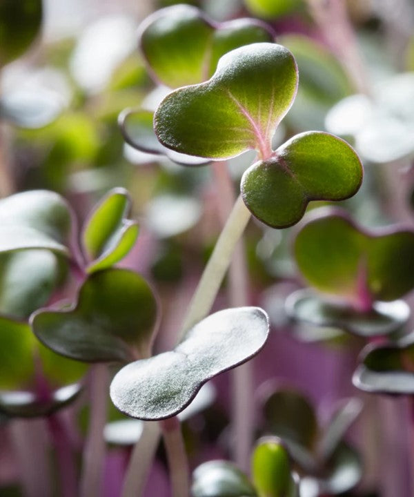 Seeds:  Microgreens Discovery Pack